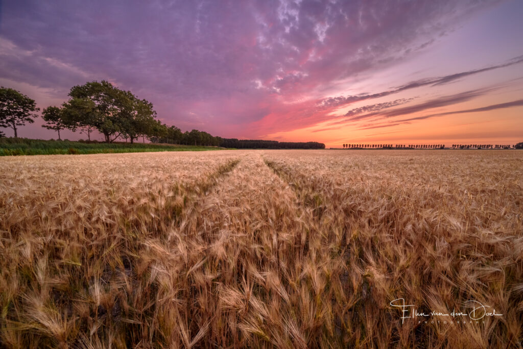 zomer zonsondergang