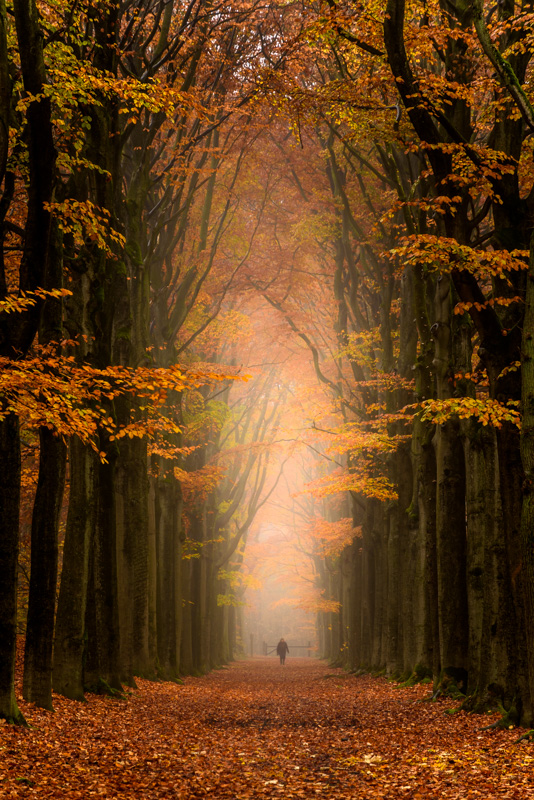 Nummer 9 - Mist in het herfstbos, gezien in een statige bomenlaan.