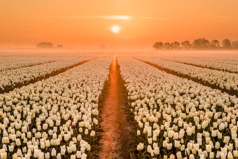 Nummer 8 - ochtendmist tussen de tulpen tijdens zonsopkomst