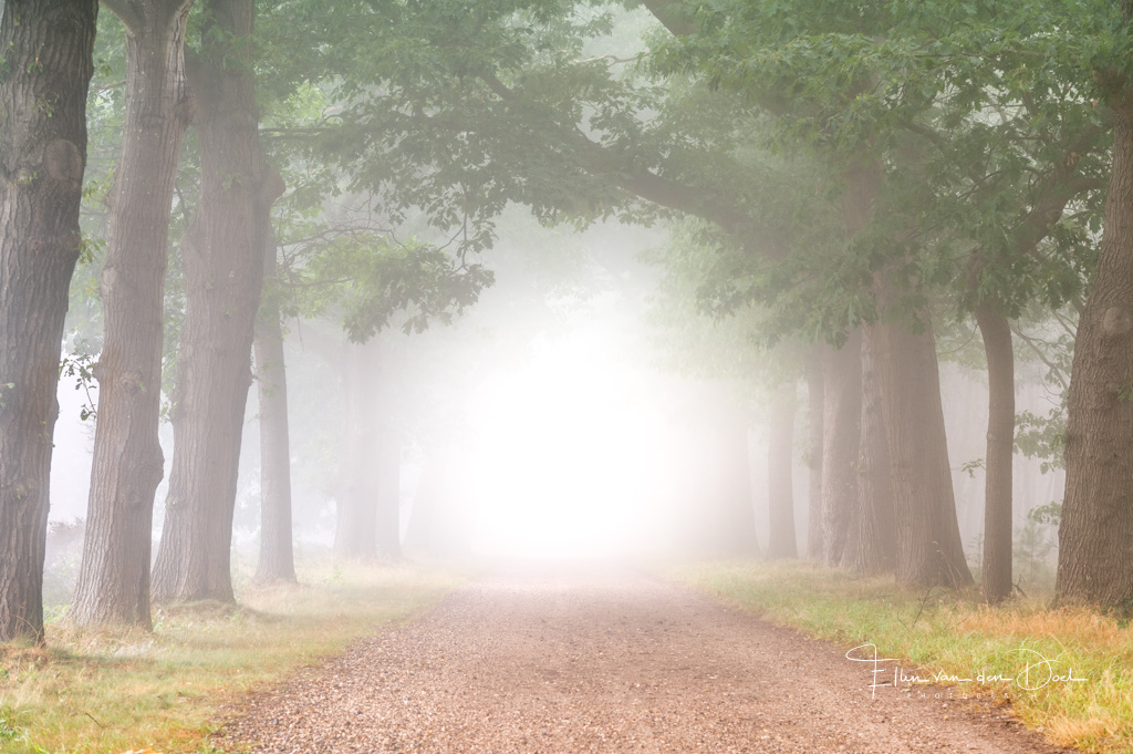 Mistige bos laan bij de Sallandse Heuvelrug